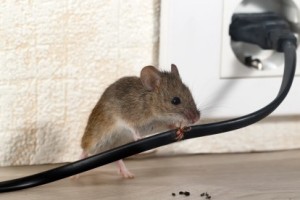 Mice Control, Pest Control in Hillingdon, Ickenham, UB10. Call Now 020 8166 9746