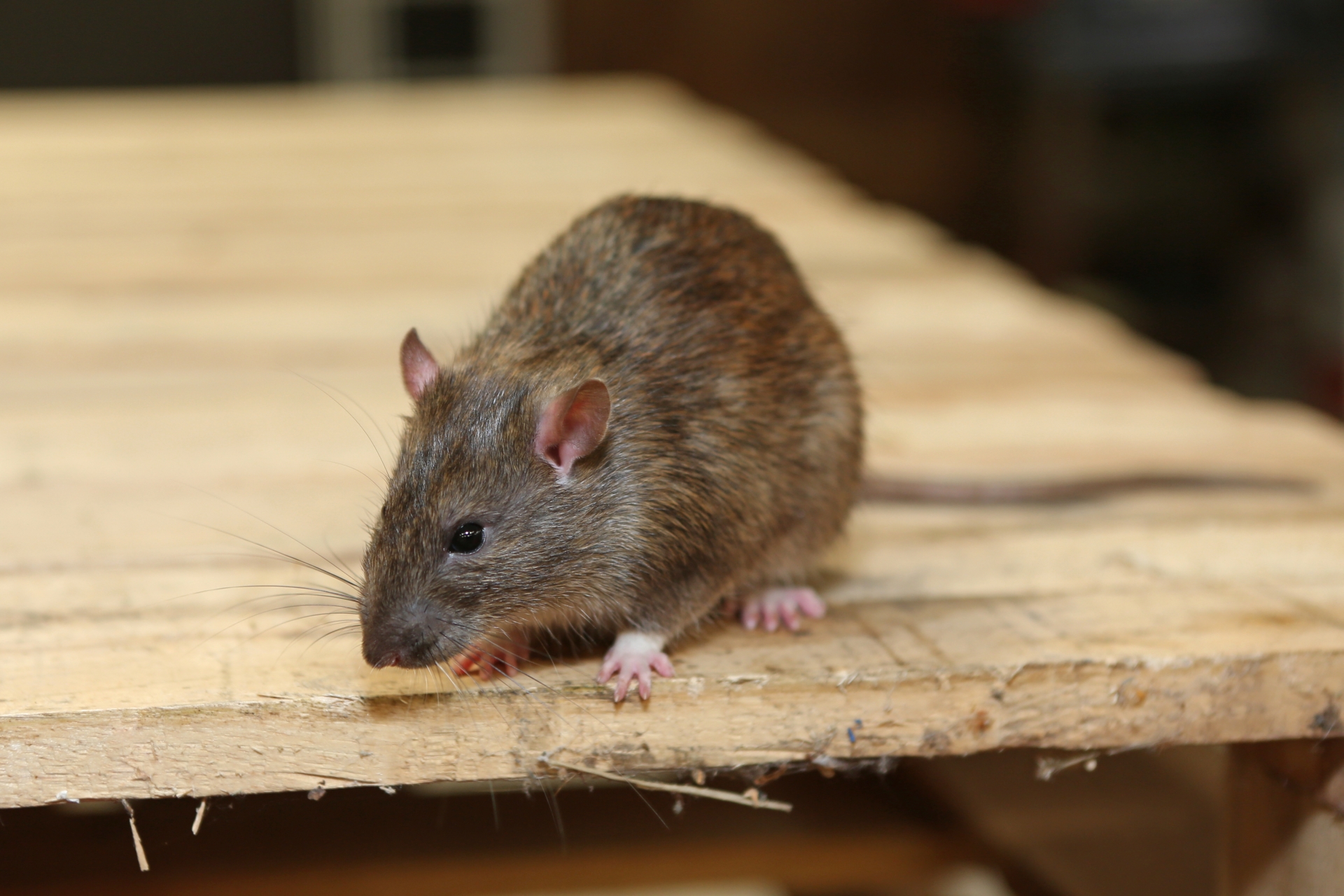 Rat Infestation, Pest Control in Hillingdon, Ickenham, UB10. Call Now 020 8166 9746