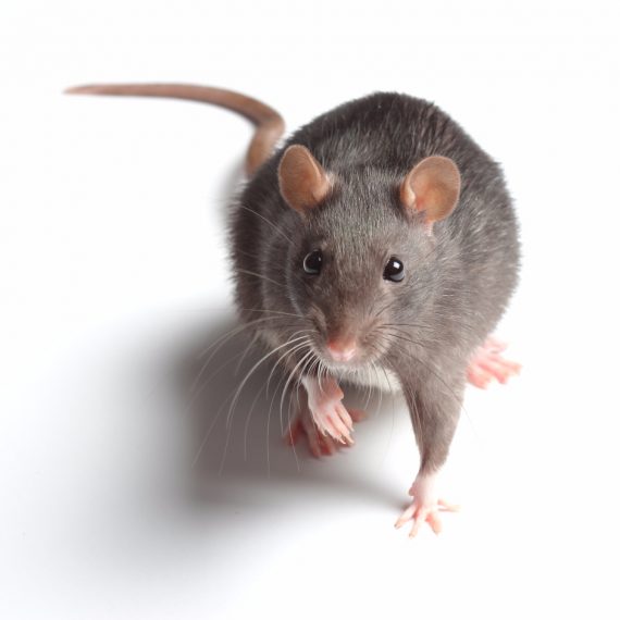 Rats, Pest Control in Hillingdon, Ickenham, UB10. Call Now! 020 8166 9746