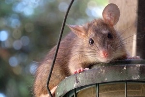 Rat Infestation, Pest Control in Hillingdon, Ickenham, UB10. Call Now 020 8166 9746