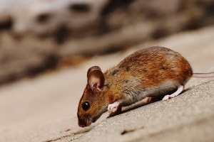 Mouse extermination, Pest Control in Hillingdon, Ickenham, UB10. Call Now 020 8166 9746