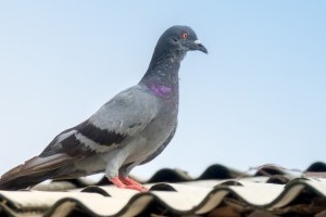 Pigeon Pest, Pest Control in Hillingdon, Ickenham, UB10. Call Now 020 8166 9746