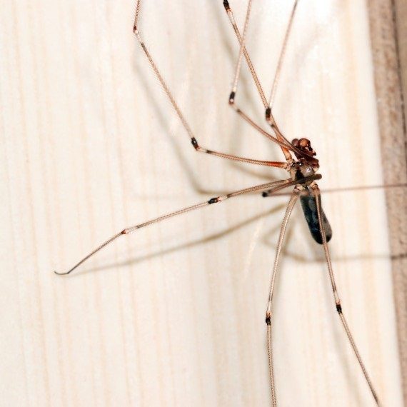 Spiders, Pest Control in Hillingdon, Ickenham, UB10. Call Now! 020 8166 9746