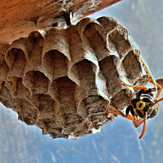 Wasps Nest, Pest Control in Hillingdon, Ickenham, UB10. Call Now! 020 8166 9746